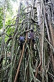 Teenagers climbing on giant Ficus Ujung Kulon Indonesia 