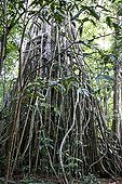 Giant Ficus undergrowth Ujung Kulon Java Indonesia