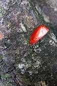 Notch showing red sap Ujung Kulon Java Indonesia 
