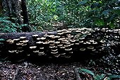 Mushrooms on a log lying Ujung Kulon Java Indonesia