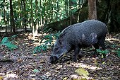 Boar in the woods Ujung Kulon Java Indonesia