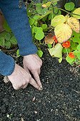 Sowing bulbil of Rocambole