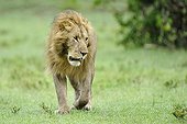 Lion walking in the savannah Masai Mara Kenya