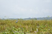 Shoebill preparing to fish in the marsh Uganda 