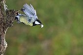 Great Tit flying with fecal sac into the beak