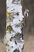 Woodpecker on a trunc of Birch Lorraine France