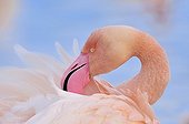 Portrait of a Greater Flamingo