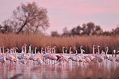 Greater flamingos after sunset in the Camargue