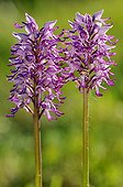 Military Orchis x Monkey Orchis flowers in Lorraine France