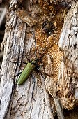 Musk Beetle on dead wood Denmark