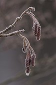 Rime frost on Alder  Denmark 