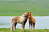 Young Icelandic horses Region Akureyri Iceland 