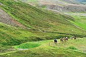 Horseback Riding in the region of Akureyri in Iceland