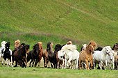 Icelandic horses in a meadow area in Iceland Grenivik   ; Horses breeding Polar Hestar 