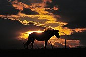 Icelandic horse at sunset in Iceland  ; Breeding Polarhestar 