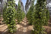 Cambodia Kampot pepper ; The Kampot Pepper is considered the best pepper in the world 
