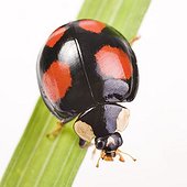 Two-spotted Lady Beetle (Adalia bipunctata), black species