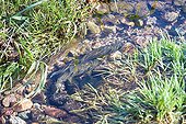 Breeding area of ??the Brown Trout Haut-Rhin France
