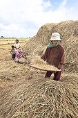 Wife beating Rice at harvest in Cambodia 