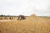 Threshing of rice during the dry season in Cambodia 