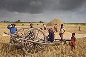 Farmers during the harvest of rice in Cambodia