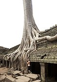 Tourists visiting the temple of Ta Prohm at Angkor Cambodia  ; The walls are trapped in the roots of giant cheese. 