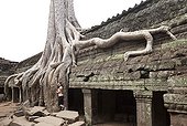 Tourists visiting the temple of Ta Prohm at Angkor Cambodia ; The walls are trapped in the roots of giant cheese. 