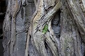 Buddha statue in the roots of Cotton tree at Angkor  ; The statue is trapped in the roots of giant cheese.  