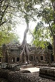 Ta Phrom temple in the roots of a Cotton tree at Angkor 