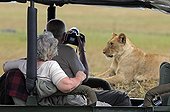 Tourists and Lioness resting in the savannah Masai Mara Kenya