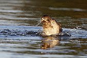 European Otter eating a fish in winter 