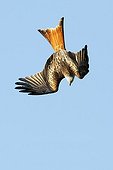 Adult Red Kite in flight at spring