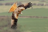 Adult Red Kite in flight at spring