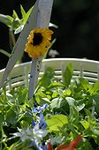 Crop of Marigold flower to decorate a salad France ; Designer: Pierre-Alexandre RISSER 