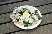Salad plate-based Edible Flowers France ; Designer: Pierre-Alexandre RISSER