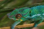 Portrait of Male panther chameleon Reunion