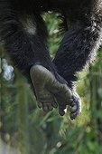 Feet of a Mountain Gorilla Volcanoes NP Rwanda