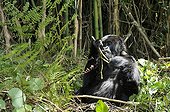 Mountain gorilla eating a bamboo shoot Rwanda 