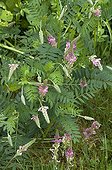 Sainfoin flowers in a garden France