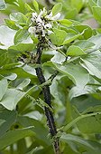 Black bean aphids on a plant of broad bean France