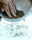 Harvest of sweet basil seeds 