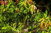 Basilic sur feuillage Santa Elena Cloud Forest Costa Rica