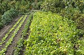 Beans 'Michelet long pod' in a vegetable garden  ; Garden René Gondet