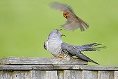 Cuckoo harassed by a Robin at spring