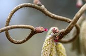 Male catkins and female flowers of hazel tortuous France