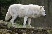 Arctic Wolf Howling Zoo Lorraine France