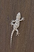Crocodile gecko on wood out of a house France