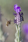 Bombyle pollinating a flower Lavender Massif des Maures