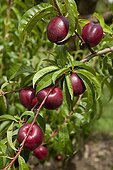 Nectarine 'Snowred' in fruit in a garden