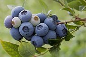 Highbush blueberry 'Bluecrop' in fruit in a garden